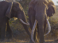 Last of the Big Tuskers